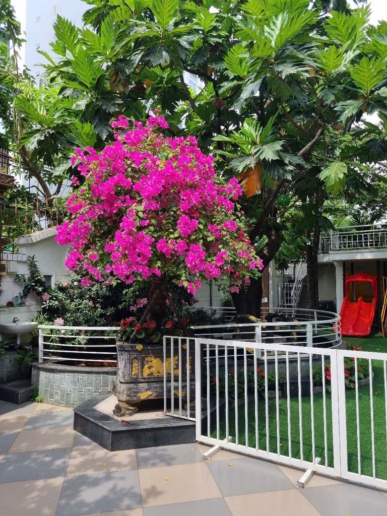 Bán nhà mặt phố – 648m² – An Hải, Sơn Trà, Đà Nẵng – 145 tỷ
