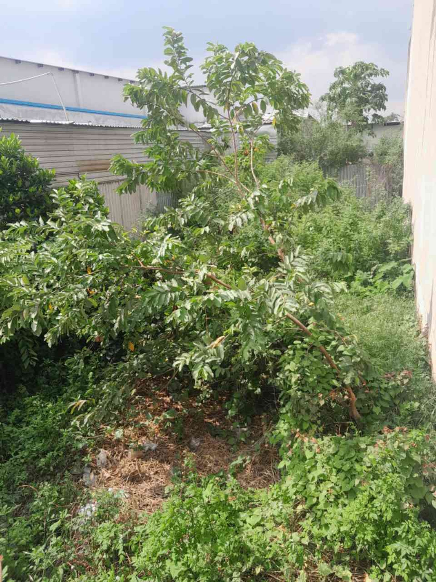 Đất đẹp Quách Điêu, sổ hồng riêng, giá mềm