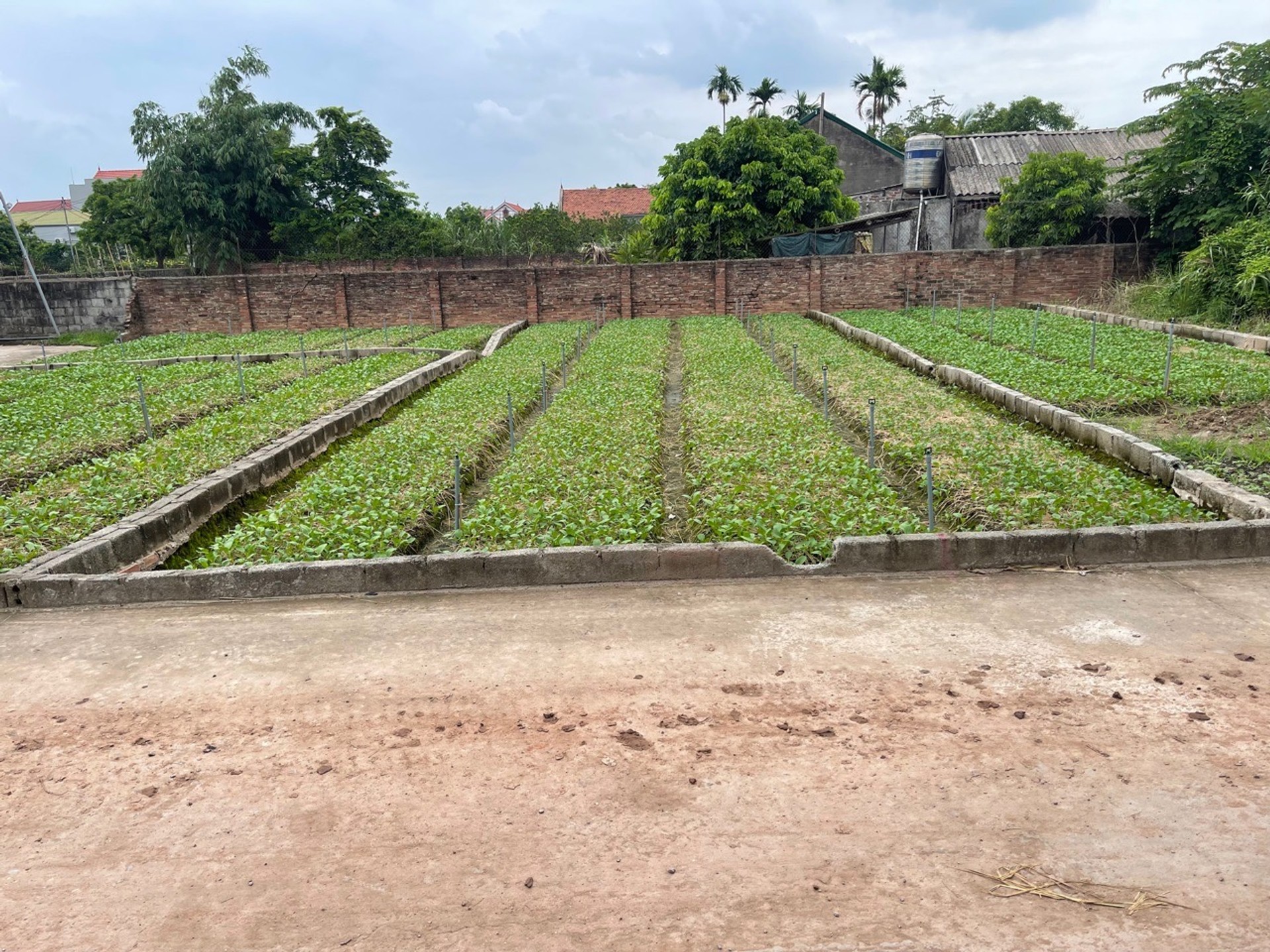 Bán đất Đông Tảo - Hoàn Long - Hưng Yên , đường thông ,2 oto tránh nhau