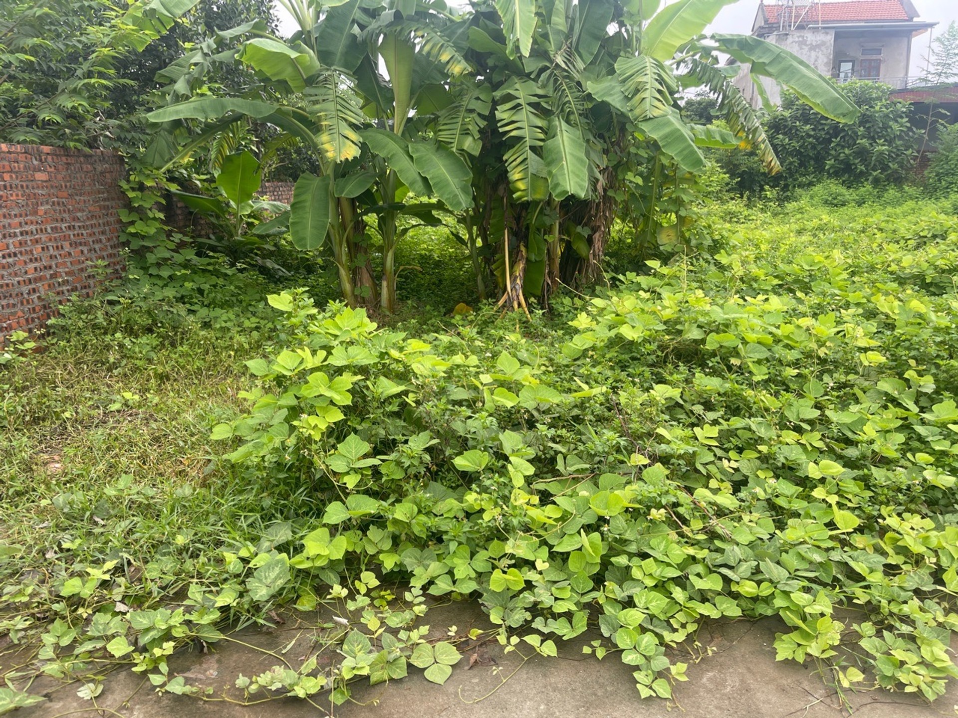 Bán đất thổ cư 126,9m2 mặt tiền 5,5m tại xã Minh Phú, huyện Thanh Sơn