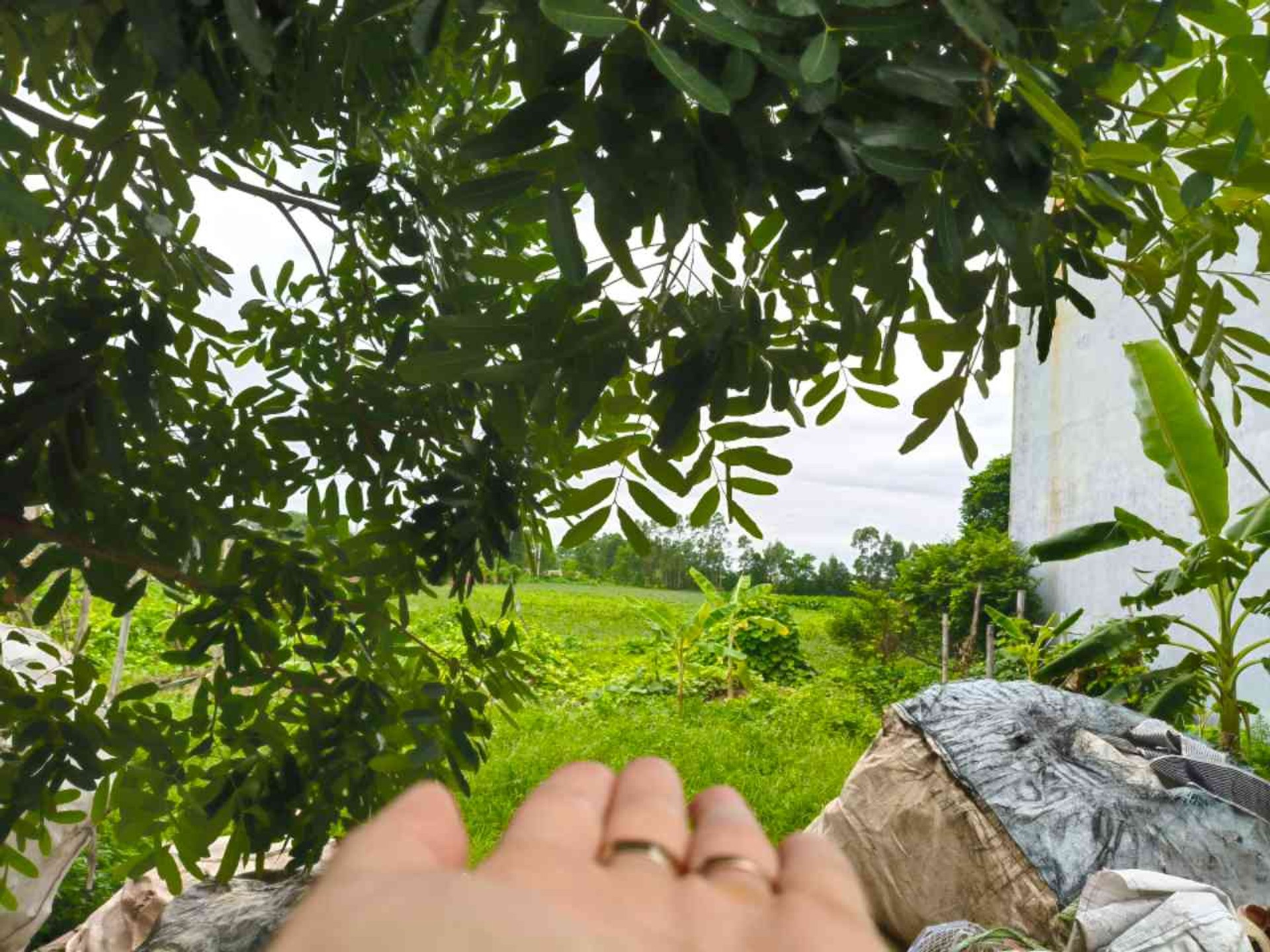 THÔN ĐÔNG MAI - LẠC ĐẠO - HƯNG YÊN