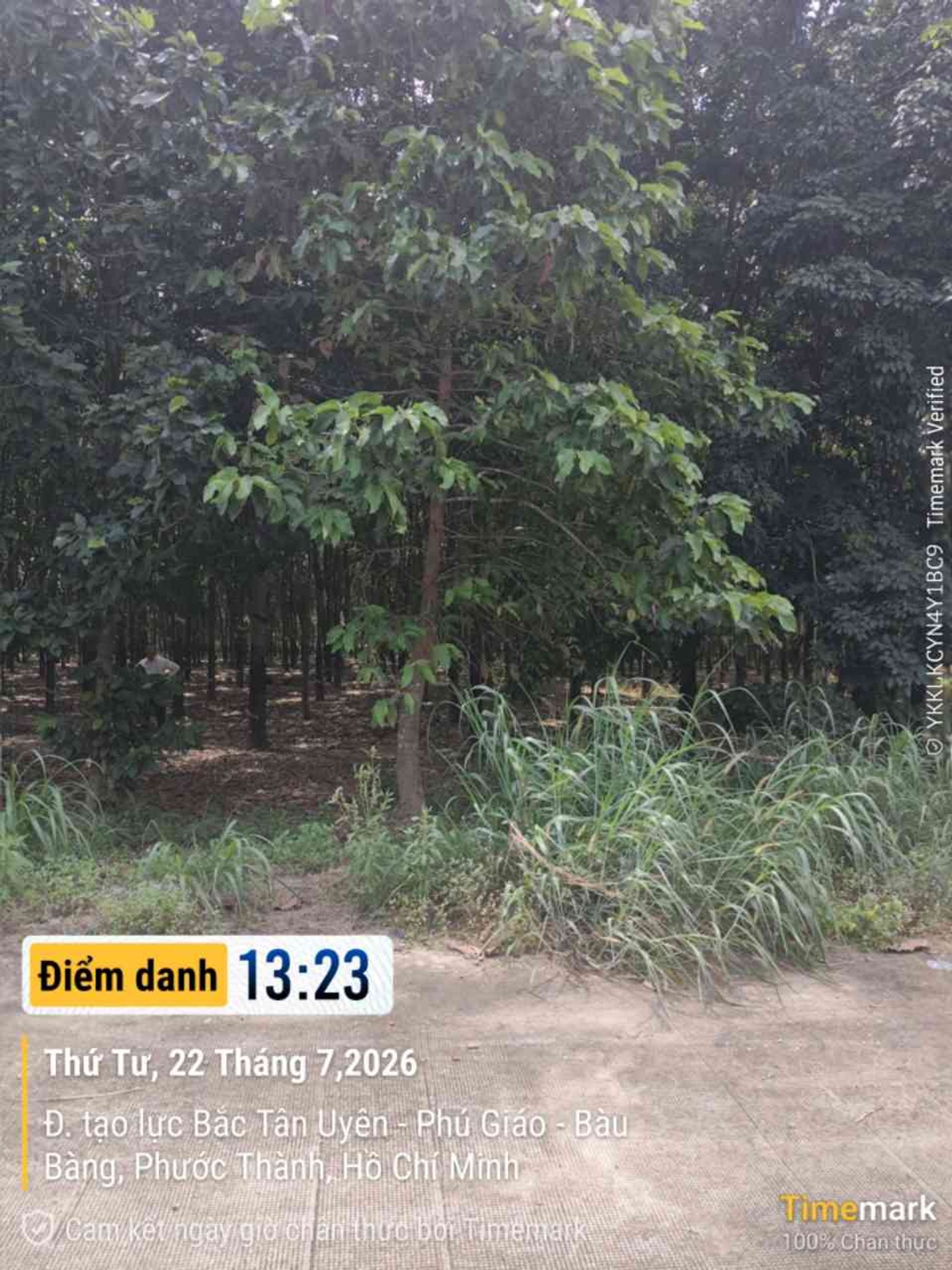 Bán đất vườn cao su có thổ cư tại Bắc Tân Uyên, Bình Dương