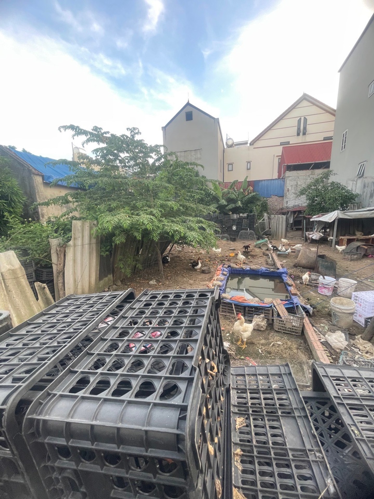 Cơ Hội Sở Hữu Đất Vàng Thôn Yên Ninh – Giá Tốt, Vị Trí Đẹp, Sẵn Sổ Đỏ
