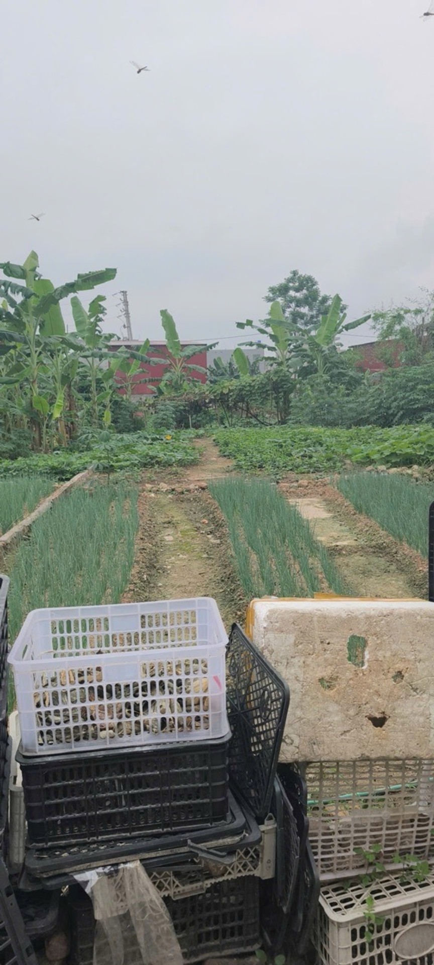 Đất đẹp hai mặt thoáng, oto đỗ cửa, hiếm khu công nghiệp Thuận Thành