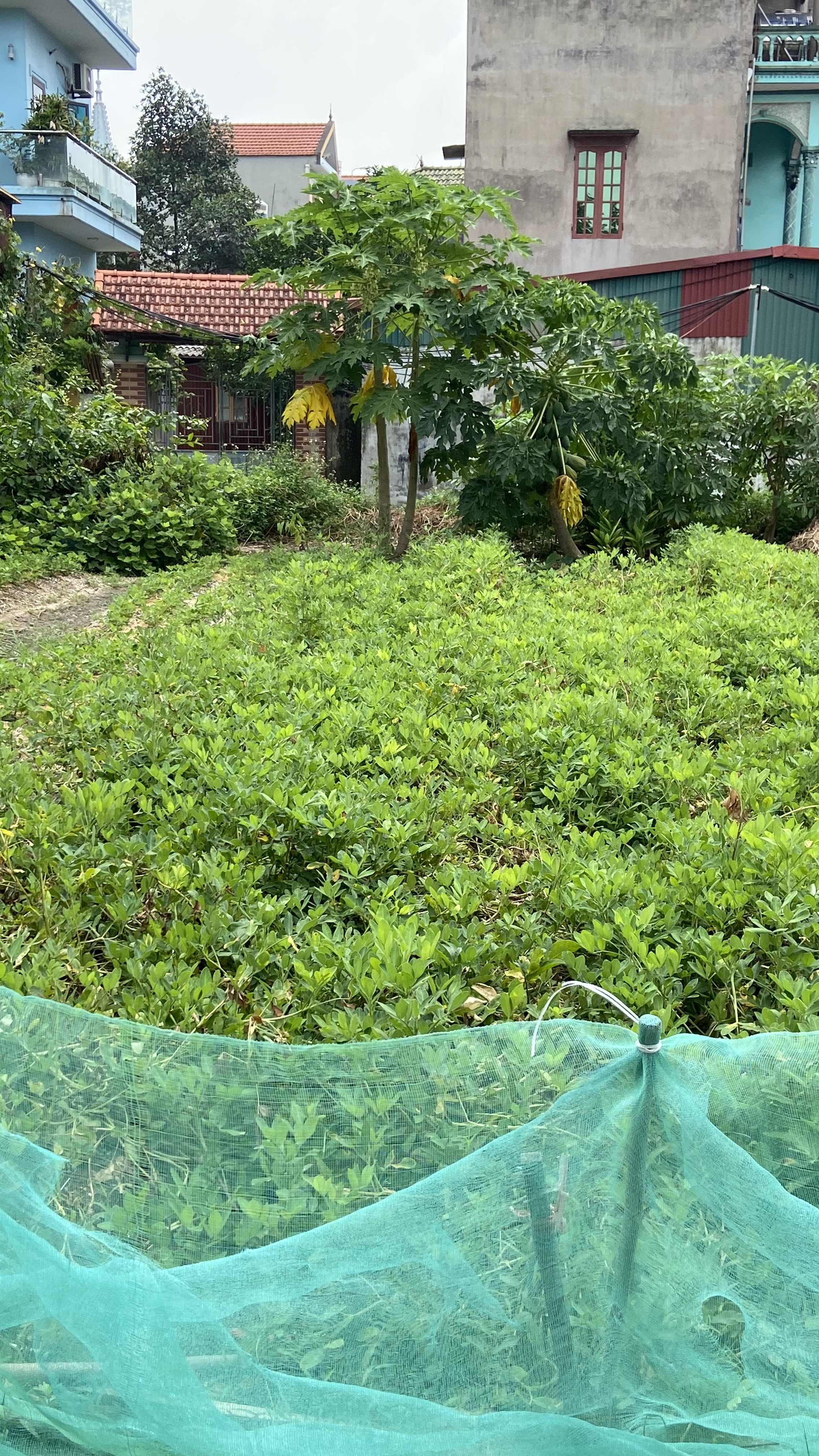 Siêu phẩm lô đất tại Phật Tích, Tiên Du, 89m2,ô tô vào tận đất, 1,x tỷ