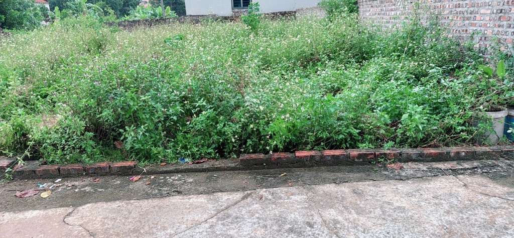 Đất thổ cư 80m² ngay thôn Chùa Nấu, Sóc Sơn giá tốt