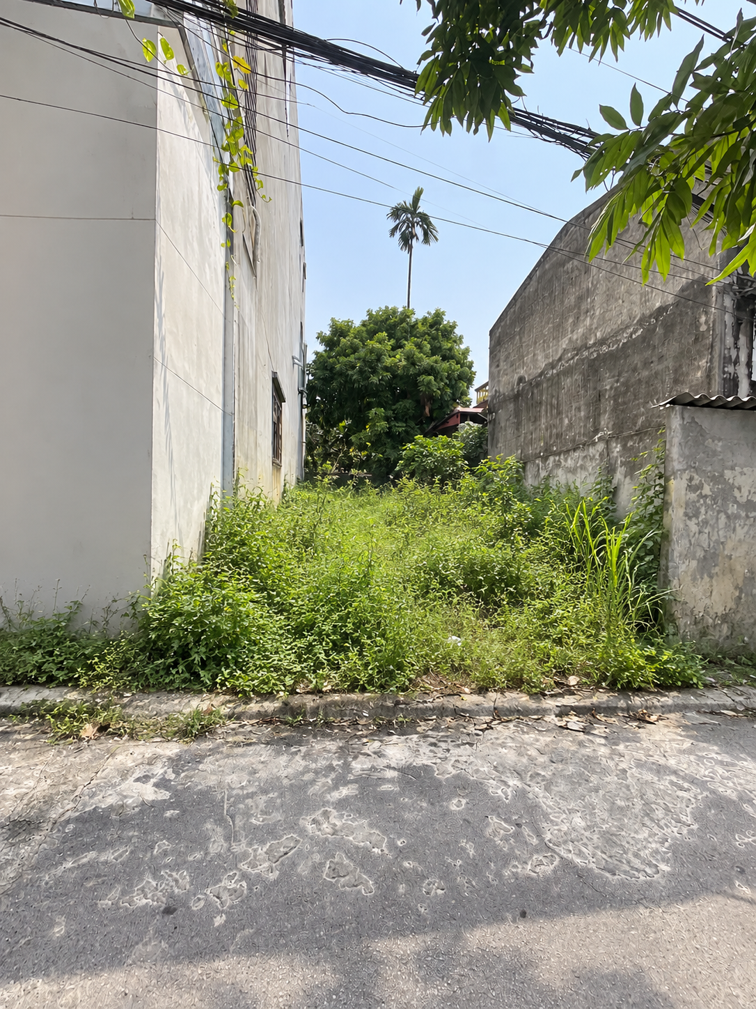 BÁN ĐẤT VŨ NINH – BẮC NINH | HÀNG HIẾM GIÁ 4,2 TỶ