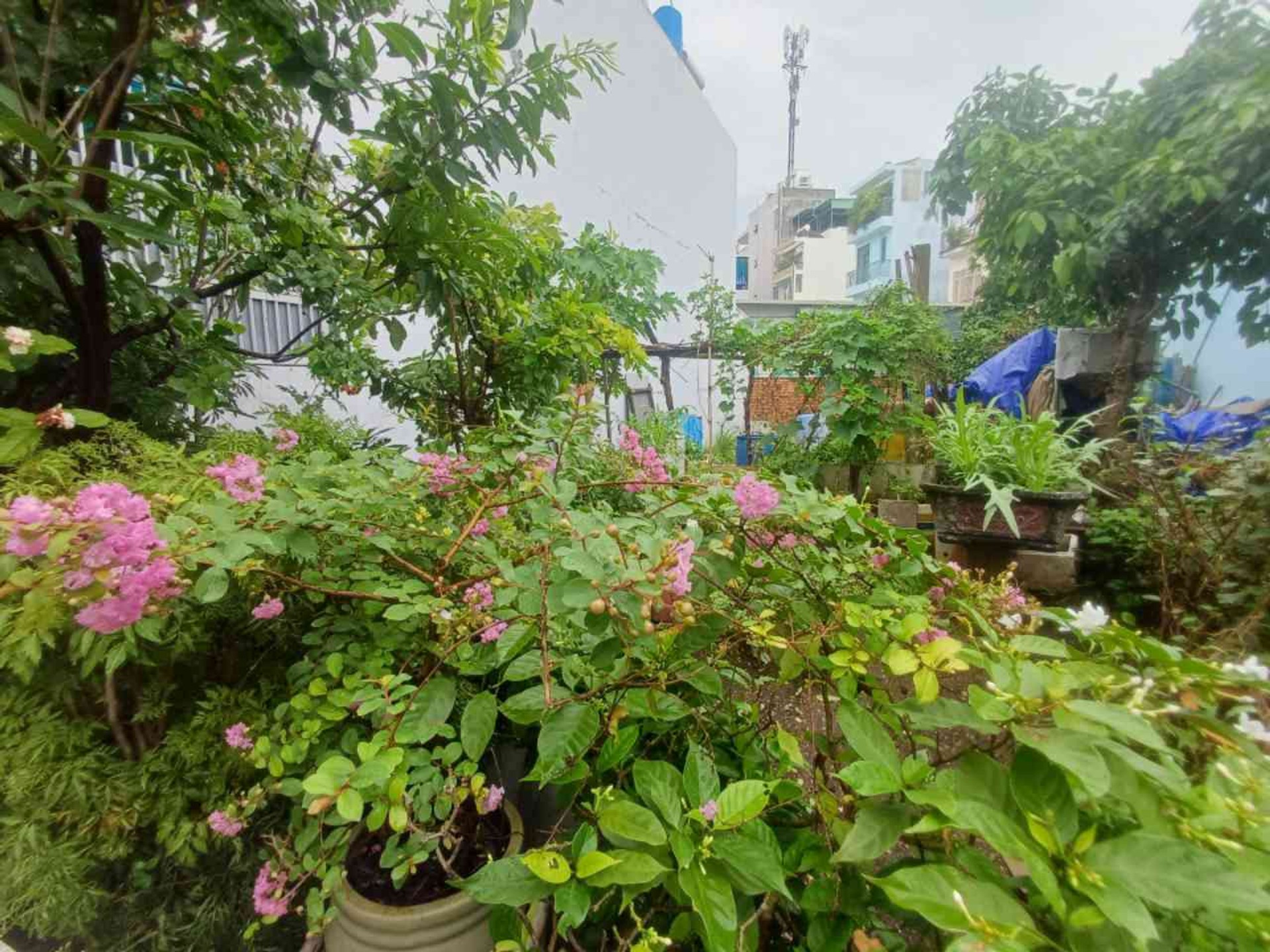 🔥 ĐẤT 109M2 -MẶT TIỀN HXH 6M THÔNG TỨ PHÍA- CÁCH LÊ VĂN THỊNH/ CHỢ CÂY XOÀI QUẬN 2 CHỈ 200M