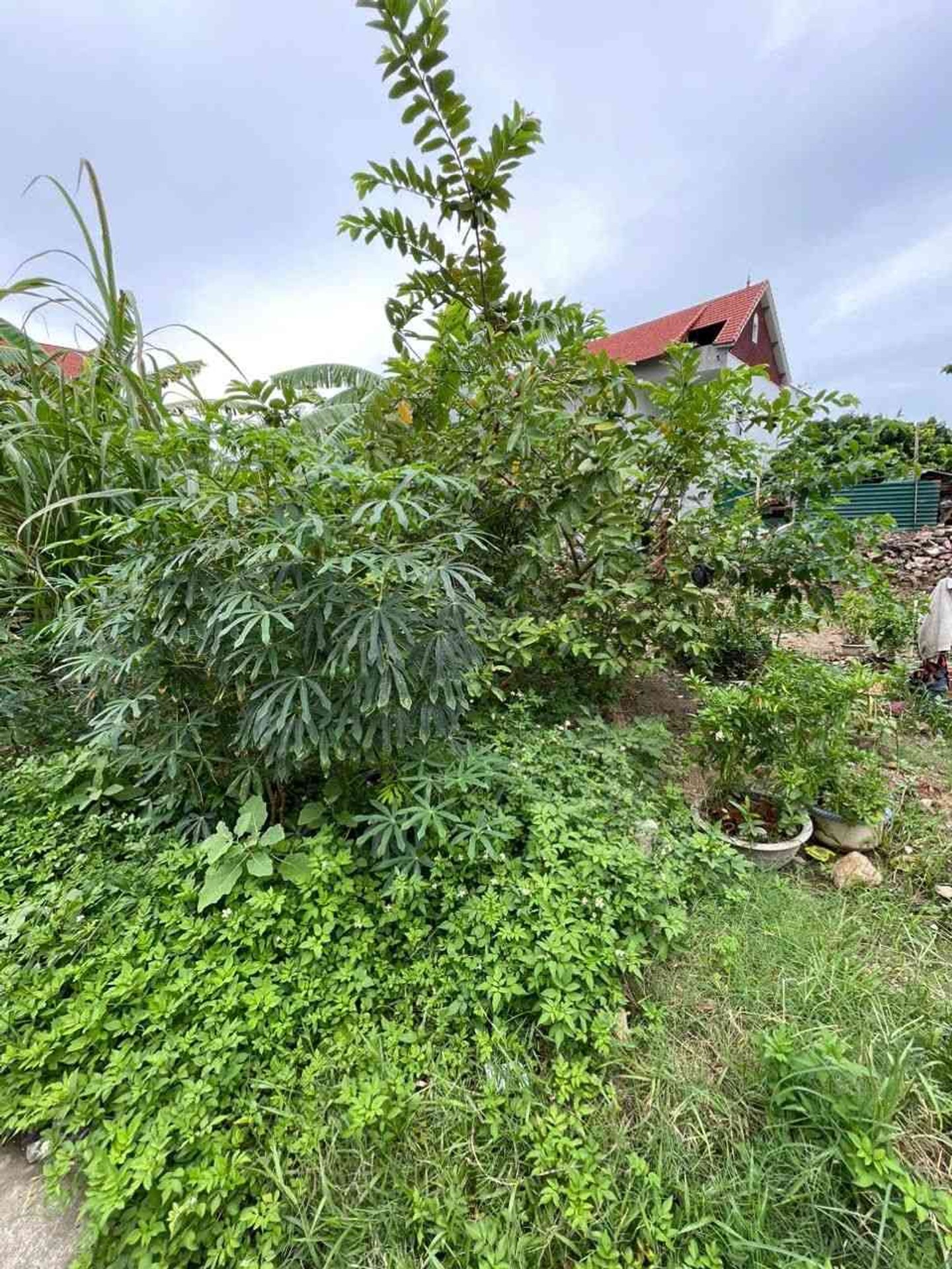 Cơ hội sở hữu đất Tân Dân Sóc Sơn giá tốt, ô tô vào tận nơi