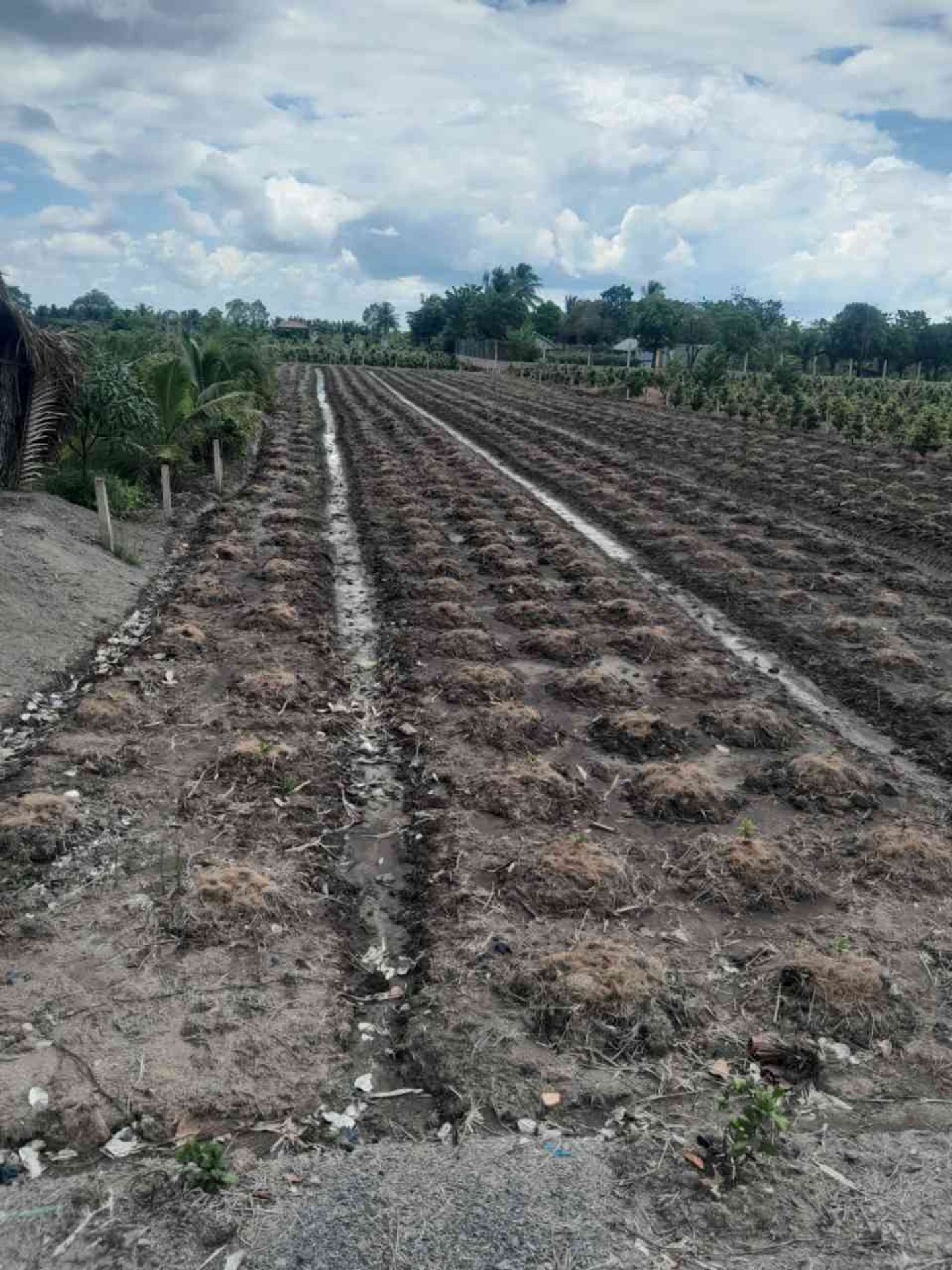 Bán đất 1000m2 mặt tiền 11m tại xã Bình Lợi, Bình Chánh giá 3 tỷ