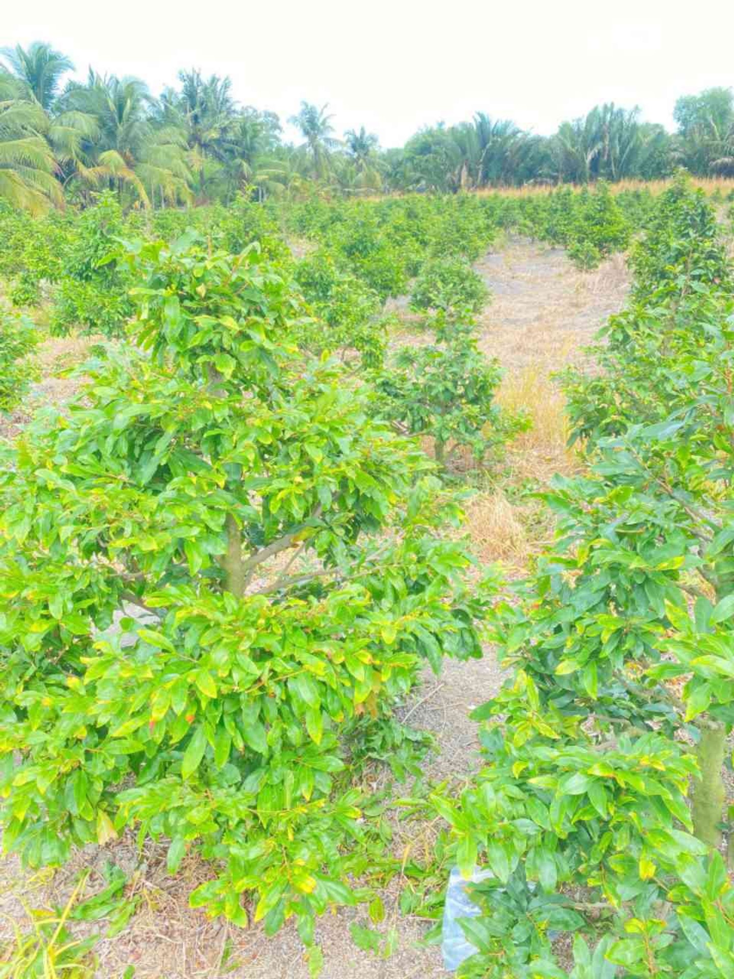 Bán đất mặt tiền kênh tại Bình Chánh, diện tích 1220m2