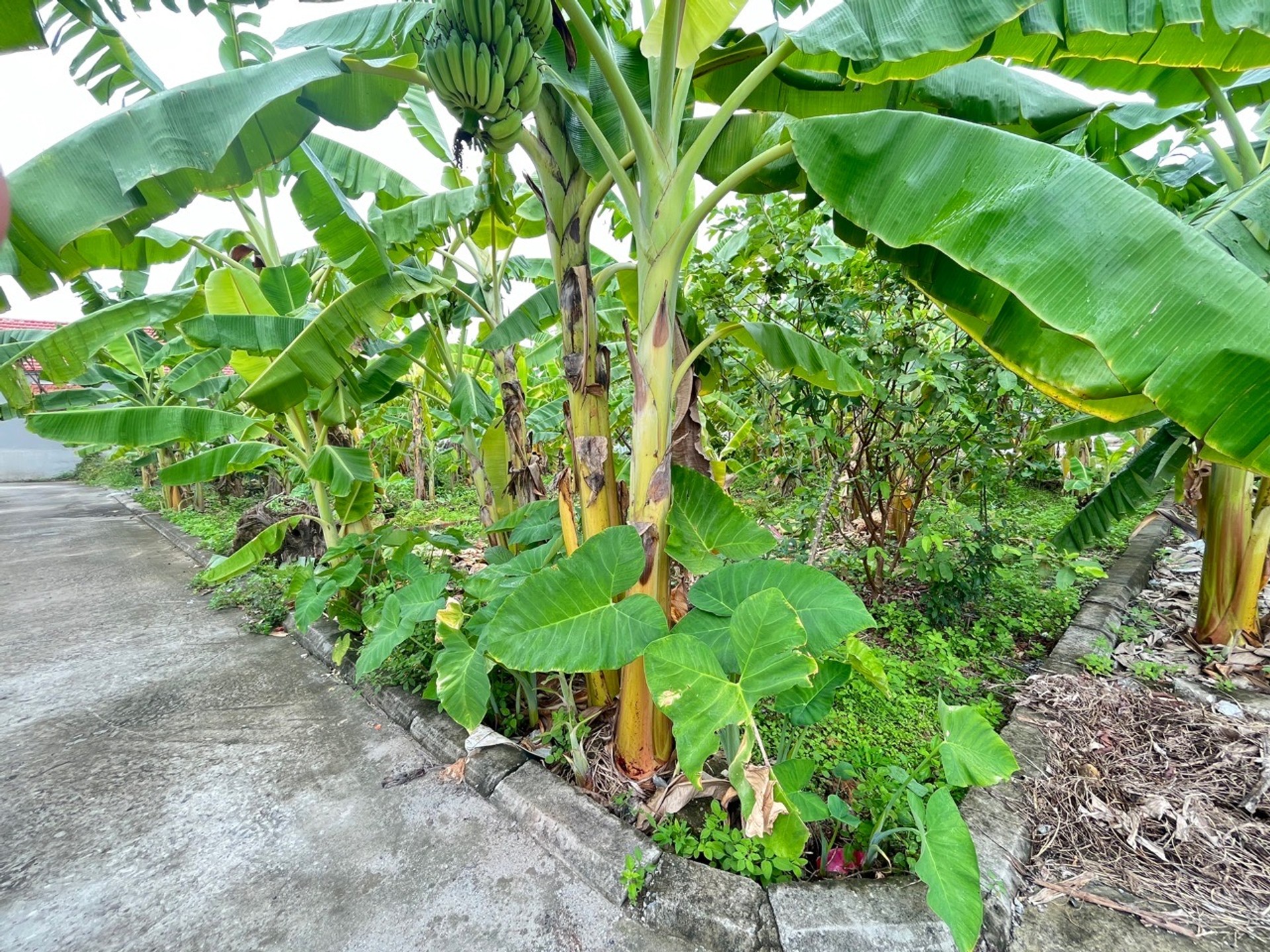 Đất có mặt tiền rộng ngay trung tâm hành chính, tiếp giáp đường ô tô rộng 4 mét