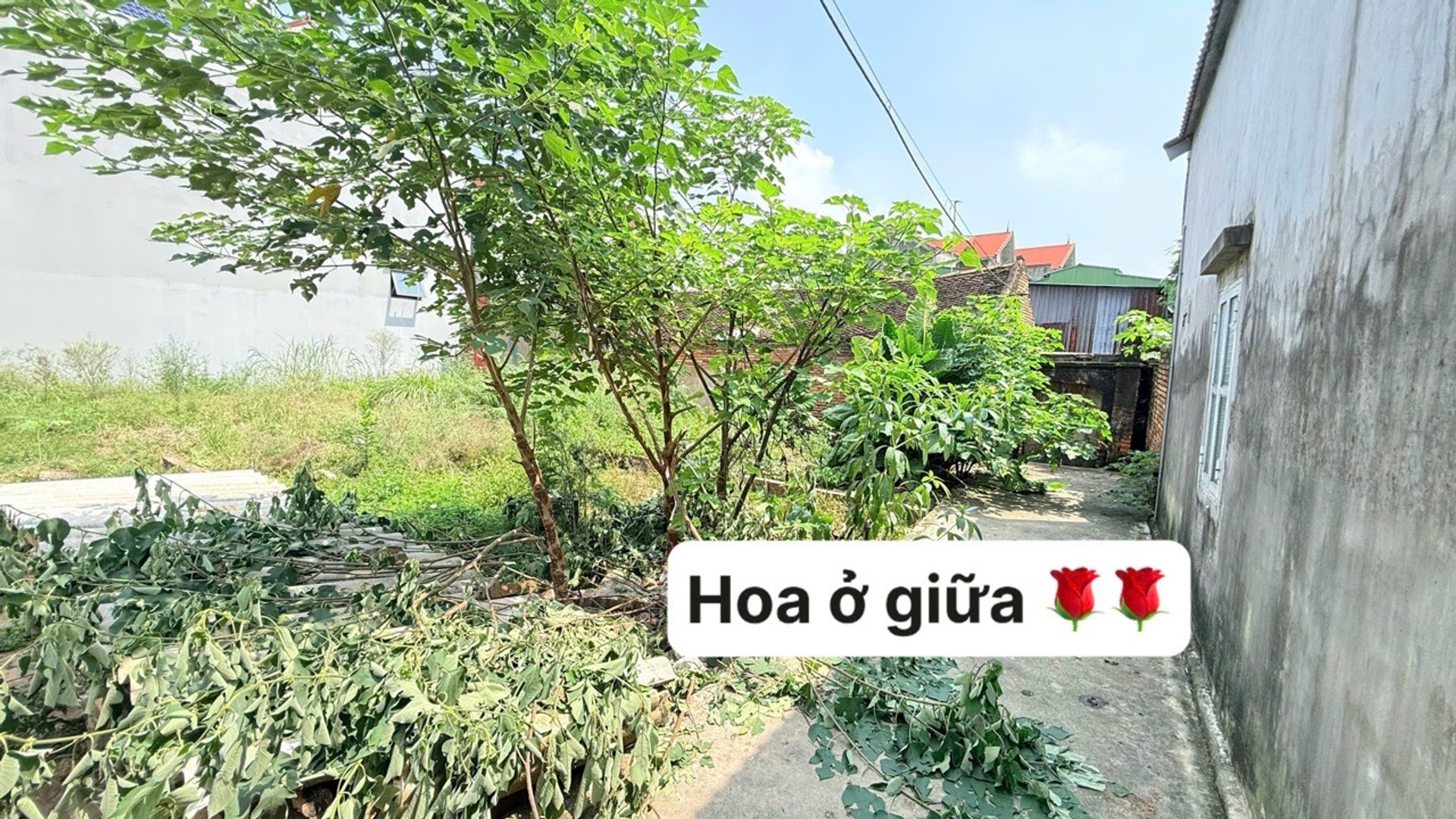 🏡 BÁN ĐẤT TẠI PHƯỜNG TỪ SƠN, BẮC NINH – GIÁ 1,XX tỷ