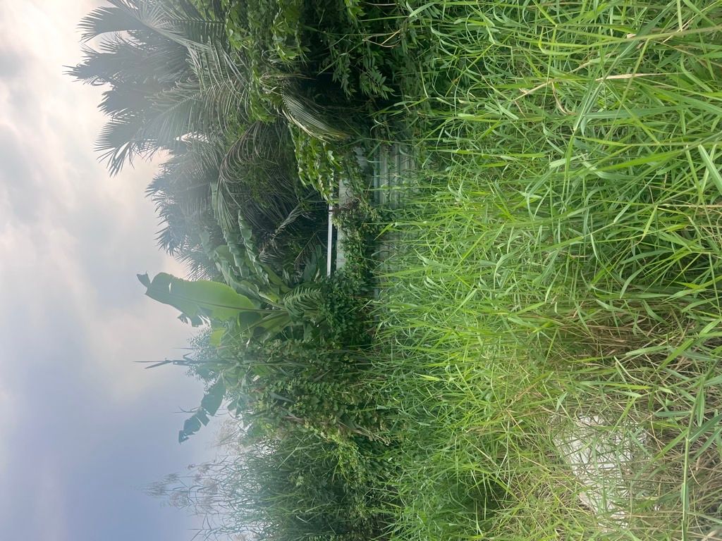 Bán đất mặt tiền đường Nguyễn Bình - hơn 700m. Gần ĐH thể thao, trung tâm văn hóa