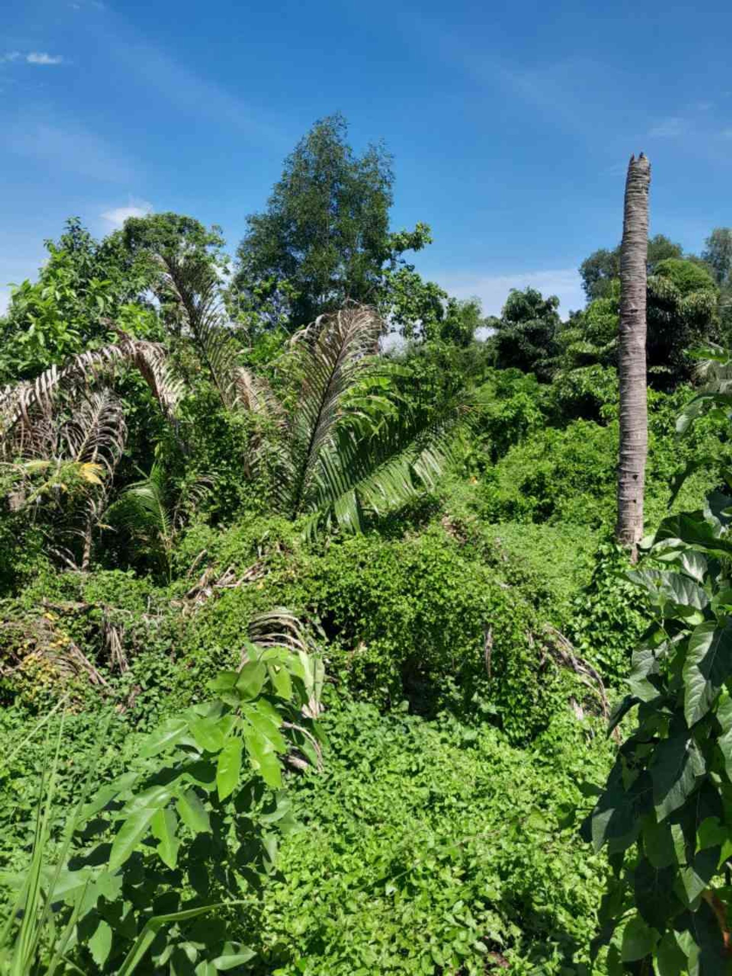 💥 GIẢM MẠNH 1,6 TỶ – CÒN 15 TỶ: 1.560M² ĐẤT CÓ 162M ĐẤT Ở MẶT TIỀN NGUYỄN ĐÌNH KIÊN, BC